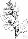 Sphaeralcea - large genus of chiefly tropical herbs with showy flowers and mostly globose fruits: globe mallows