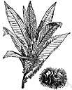 dwarf chestnut - shrubby chestnut tree of southeastern United States having small edible nuts
