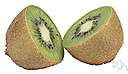 genus Actinidia