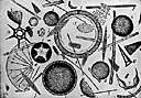 class Diatomophyceae - marine and freshwater eukaryotic algae: diatoms