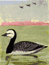 Branta leucopsis - European goose smaller than the brant