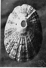 Fissurella apertura - marine limpet having a conical shell with an opening at the apex