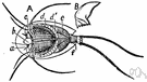 Triops - type genus of the family Triopidae: small crustaceans with a small third median eye