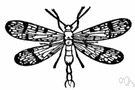 mecopteran - any of various carnivorous insects of the order Mecoptera