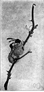 Eumenes - mason wasps