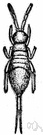 thysanuron - primitive wingless insects: bristletail