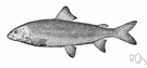 Prosopium williamsonii - whitefish of the western United States and Canada