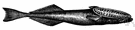 family Echeneidae - fishes having a sucking disk on the head for clinging to other fishes and to ships