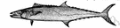 Scomberomorus cavalla - large mackerel with long pointed snout