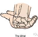 trapezium bone - the wrist bone on the thumb side of the hand that articulates with the 1st and 2nd metacarpals