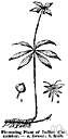 frost-weed - tall perennial herb having clusters of white flowers frost-weed - tall perennial herb having clusters of white flowers