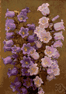 Canterbury bell - European biennial widely cultivated for its blue or violet or white flowers