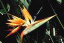bird of paradise - ornamental plant of tropical South Africa and South America having stalks of orange and purplish-blue flowers resembling a bird