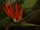 bird of paradise - ornamental plant of tropical South Africa and South America having stalks of orange and purplish-blue flowers resembling a bird