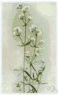 Galium boreale - North American stoloniferous perennial having white flowers