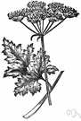 Petroselinum crispum - annual or perennial herb with aromatic leaves