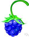 acinar - pertaining to the individual parts making up an aggregate fruit like a blackberry