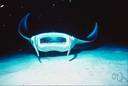 Manta birostris - largest manta (to 22 feet across wings)