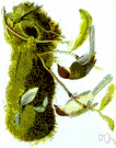 Psaltriparus - a genus of Paridae