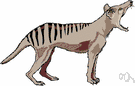 Tasmanian tiger - rare doglike carnivorous marsupial of Tasmania having stripes on its back