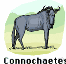genus Connochaetes - African antelopes: gnus