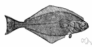 Hippoglossus - halibuts