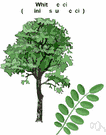 acacia - any of various spiny trees or shrubs of the genus Acacia