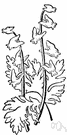 Dicentra cucullaria - delicate spring-flowering plant of the eastern United States having white flowers with double spurs