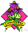coneflower - any of various plants of the genus Rudbeckia cultivated for their large usually yellow daisies with prominent central cones