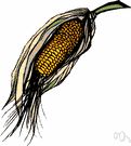 Zea mays - tall annual cereal grass bearing kernels on large ears: widely cultivated in America in many varieties
