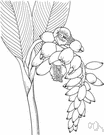 genus Zerumbet - perennial rhizomatous herbs of Asia and Australia and Polynesia having ginger-scented rhizomes