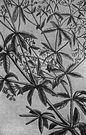 Rubia - type genus of the Rubiaceae