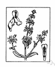 California romero - an aromatic plant with wooly leaves found in southern California and Mexico