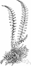 Asplenium platyneuron - common North American fern with polished black stripes