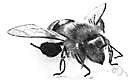 worker bee - sterile bee specialized to collect food and maintain the hive