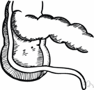 appendicular artery - the branch of the ileocolic artery that supplies the vermiform appendix