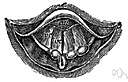 plica vocalis - either of two pairs of folds of mucous membrane projecting into the larynx