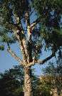 yellowwood - the yellow wood of any of various yellowwood trees