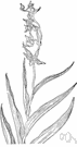 Epipactis gigantea - orchid growing along streams or ponds of western North America having leafy stems and 1 greenish-brown and pinkish flower in the axil of each upper leaf