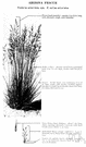 genus Festuca - a genus of tufted perennial grasses of the family Gramineae