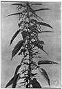 Roman nettle