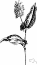 Maianthemum - sometimes placed in family Convallariaceae: false lily of the valley