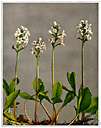 family Menyanthaceae - a dicotyledonous family of marsh plants of order Gentianales