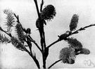 Salix discolor - small willow of eastern North America having greyish leaves and silky catkins that come before the leaves
