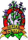 wild tobacco - tobacco plant of South America and Mexico