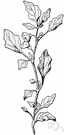 physalis - ground cherries