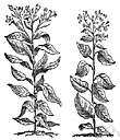 Turkish tobacco - a dark aromatic tobacco of eastern Europe that is used in cigarettes