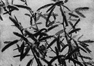 mesquite gum - a gum obtained from mesquite pods