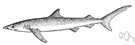 blue shark - slender cosmopolitan, pelagic shark