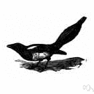 European magpie - a common magpie of Eurasia